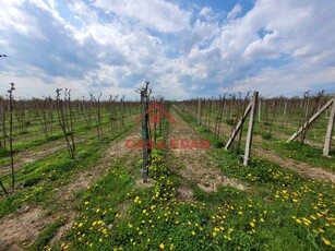 Teren extravilan in Baicoi 10.000mp plantatie mure --90.000e