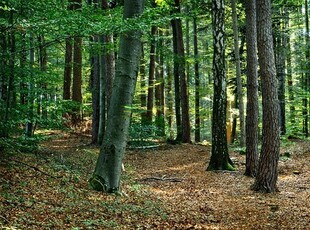 Vând pădure 5700 mp lângă clubul de golf Paul Tomiță