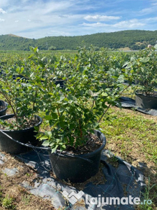 Teren arabil cu plantatie de afin