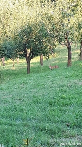 Vand livada pomi fructiferi Aleea Castanilor