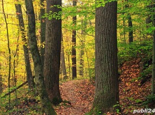 Pădure Breaza județul Buzău