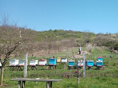 Grădină cu stupi și pomi fructiferi 40 de Ari