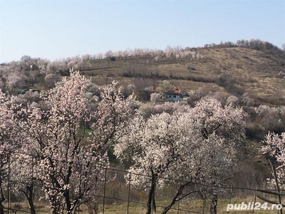 Teren intravilan in livada de migadali si alti pomi fructiferi - Tohani, Prahova