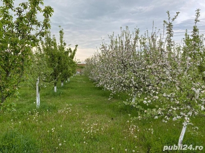 Teren intravilan - Plantatie pomi fructiferi