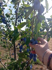 Vând urgent Casă în General Scarisoreanu!