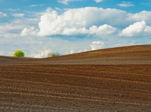 Teren agricol de vanzare Sannicolau Mare