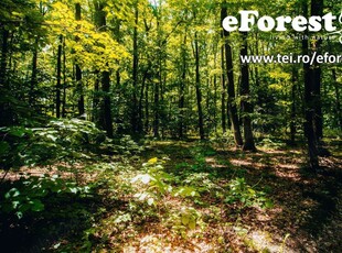 eForest 2 , loturi de teren la liziera padurii, in Crevedia , 760mp