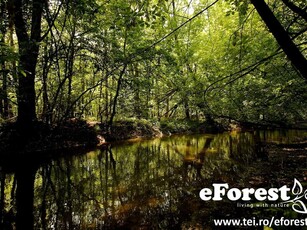 Teren Dambovita loturi de casa langa padure la 17 km de Bucur