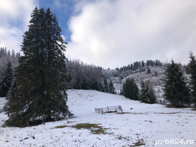 Parcele teren munte padure Panaci Vatra Dornei