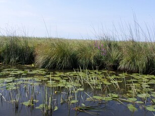 Casa Delta Dunarii, Sulina, Letea