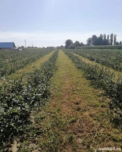 Teren cu plantație de aronia