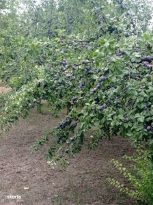 Vand livada pruni si peri