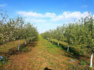 Vand livada de pomi fructiferi