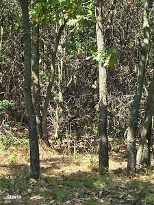 De vânzare pădure zona Balaura