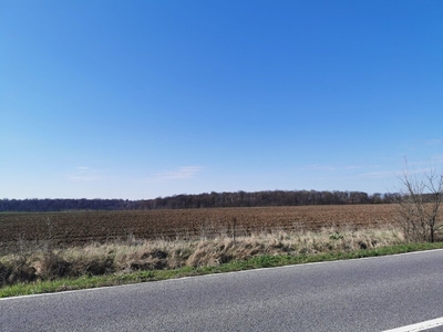 Teren Snagov 10 000 mp , langa Autostrada si Padure Teren foa