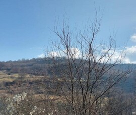 Teren de vanzare in Tautiului liniste, natura si aer curat.