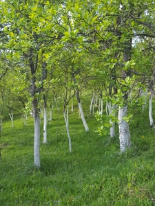 Vand teren agricol intravilan extravilan