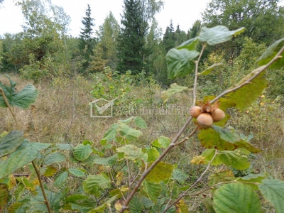 32.000 mp, faneata si padure, Calatele Padure