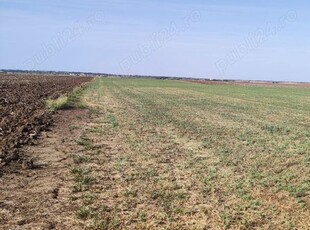 Vând 1 ha teren agricol in Sânandrei