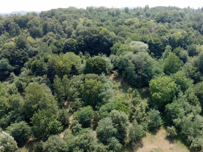 Teren / padure, de vanzare, in Curtea de Arges, zona Cerbureni ( 1000 mp )