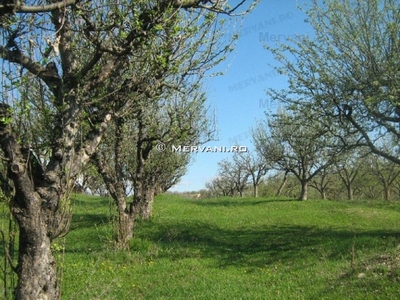 Teren de vanzare in Campina (zona Voila)