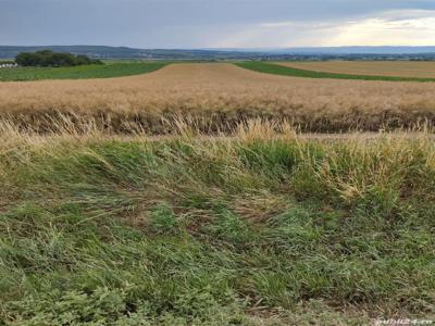 vand teren 1,25 hectare granicesti