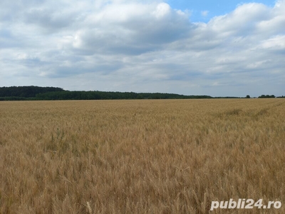 A1 Bucuresti - Pitesti, km 13, Dragomiresti Deal, Ilfov