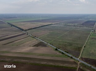 Podgorie de 50 Ha cu vita-de-vie tanara in judetul Buzau