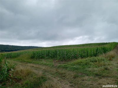Vând 58 arii teren agricol fertil în Satul Moisa-Com.Glodeni Mures
