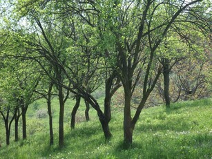 vand teren extravilan 2500mp Buda jud.Buzau