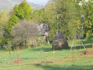 Vând teren intravilan în Valea Doftanei