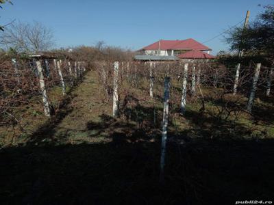 Vind teren in cazasu braila