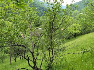 Garsoniera Drumul Taberei, Crinul de Padure