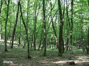 10 ha Padure Foioase Lungani 36 km de Iasi