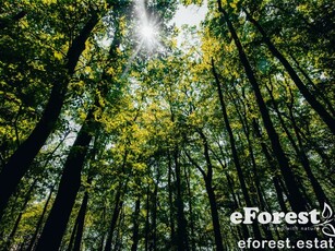 Teren Crevedia, eForest 2, loturi la liziera padurii Ansamblu