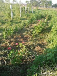 TEREN intravilan DE VANZARE in Sat Gura Dobrogei