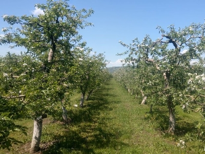 Teren Intravilan in Fagaras