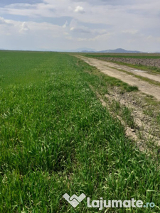 Teren agricol, extravilan în Prejmer 12.100 mp