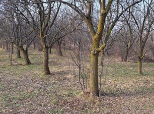 Vând teren intravilan - livada de pruni, comuna Magurele, jud PH