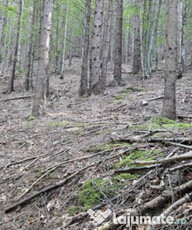 De vanzare pădure de molid, 17.500 mp, zona Molid, județul