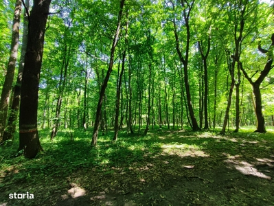 Pădure 2,9 hectare Padureni