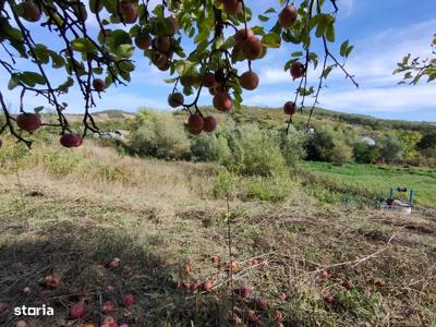 Teren langa pădure Chicerea Tomesti la asfalt