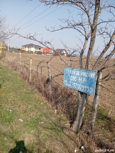 Vand teren 7000 mp intravilan ,Vernești , Buzau