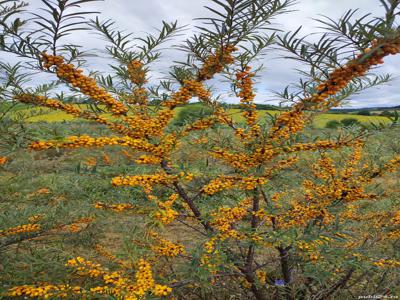 Teren 6,5Ha-Plantatie de catina ecologica