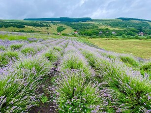 De vanzare teren agricol (3,1 Ha) cu plantatie de lavanda, com. Borsa