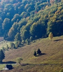 Teren Valea Urdii - Dâmbovicioara