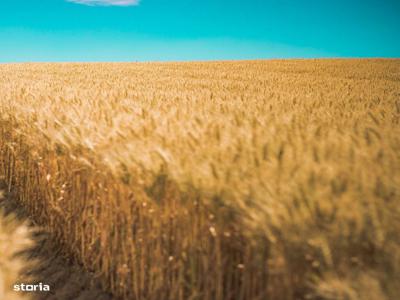 Vand teren agricol 150 ha Pestera Constanta