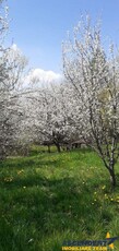 Casa cu gradina, piscina si alte facilitati, Tarlungeni, Brasov