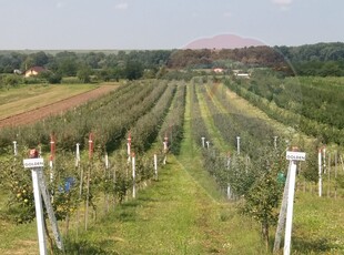 Teren Agricol, Extravilan vanzare, in Arges, Stolnici