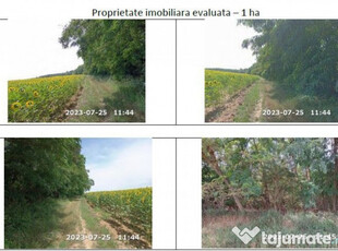 Teren extravilan padure, cota parte de 1/48 Horgesti, ID:...